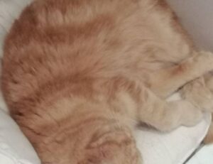 best recipe llblogfood