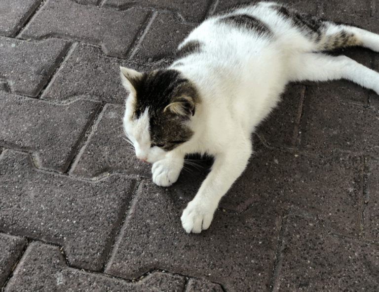 llblogfood healthy recipe