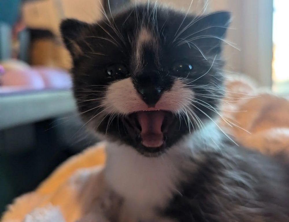 llblogfood light recipes from lovelolablog