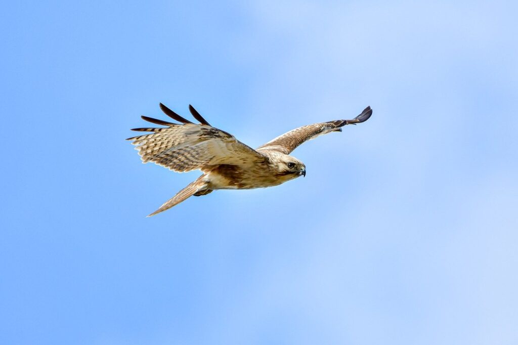 ways to use uhoebeans software