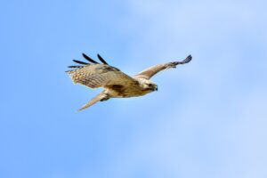 ways to use uhoebeans software