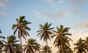 what is application in zillexit software