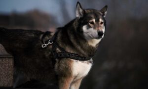 what is honzava5 online games