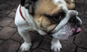 what is testing in zillexit software