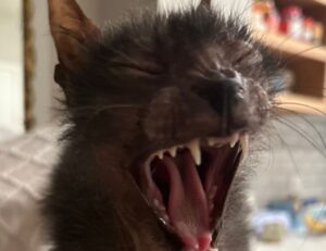 why is saisiege5487 not available in my country