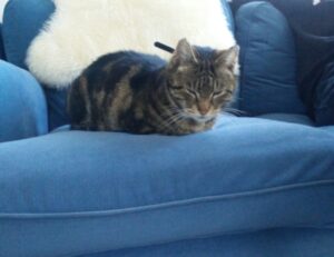 benefit of cooking at home fhthopefood