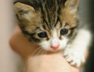 does nummazaki use raw fish