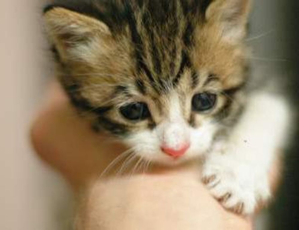 does nummazaki use raw fish