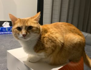 food named nummazaki