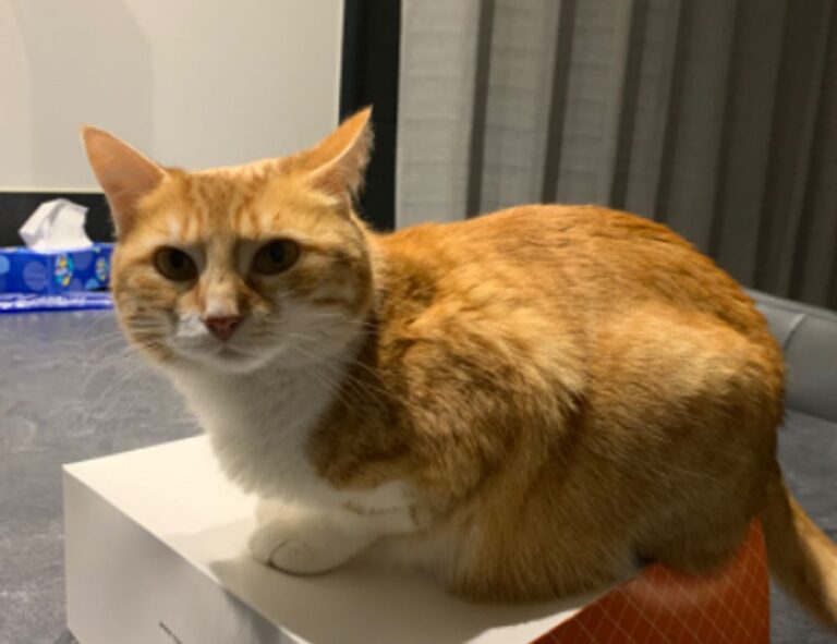 food named nummazaki