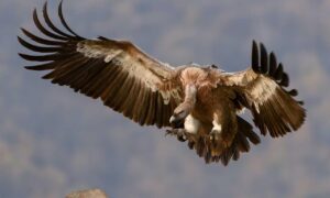 highlights of nummazaki