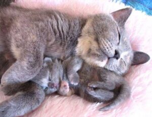 nummazaki pharmaceuticals moss serum dershortpon