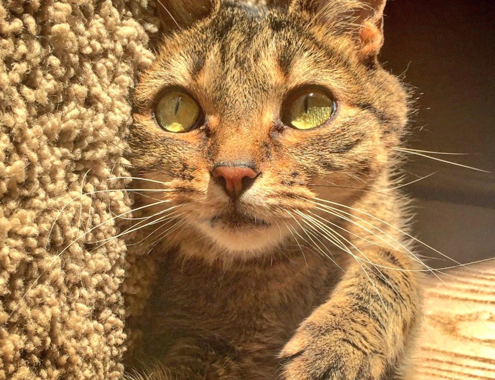 quick healthy recipes fhthopefood