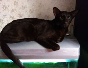 trending food fhthopefood