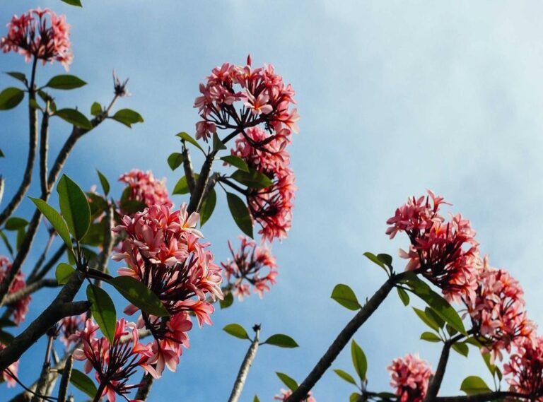 al-taawon - al nassr opstellingen