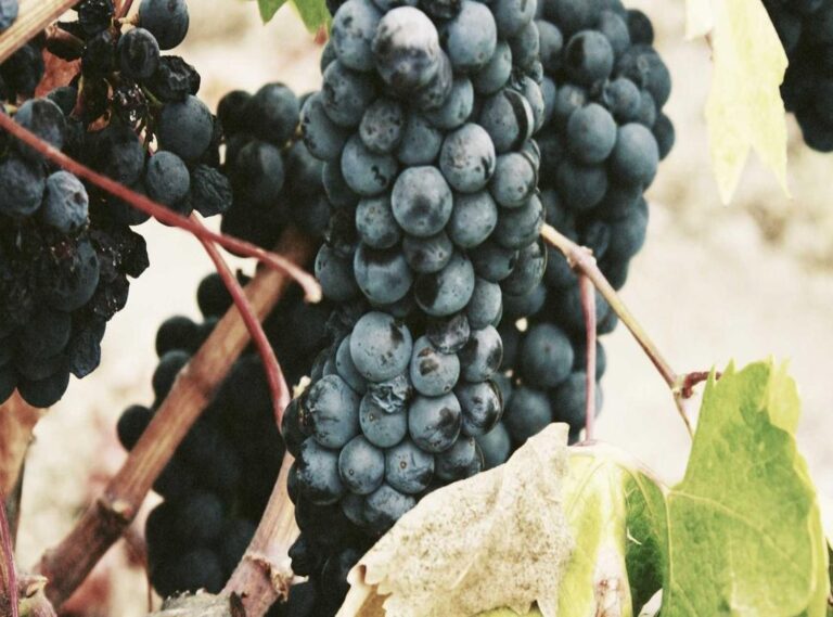 lyrics lefty sm x victor cibrian - no cambiolefty sm oficial